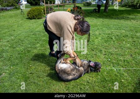 Ein Teenager-Mädchen spielt mit einem glücklichen sechs Monate alten Schäferhund Welpen. Grünes Gras und ein blauer Himmel im Hintergrund. Working Line Breed Stockfoto