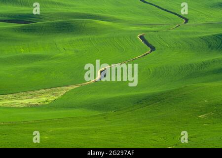 Grüne, sanfte Hügel mit Weizenfeldern aus dem Palouse im US-Bundesstaat Washington Stockfoto