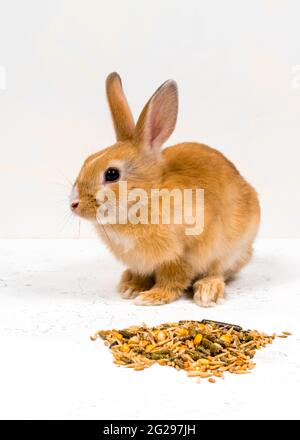 Rotschopf-Ingwerkaninchen sitzt neben dem Essen auf weißem Hintergrund. Konzept der Tierfütterung. Stockfoto