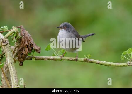 Sardischer Waldsänger (Sylvia melanocephala) weiblicher ausgewachsener Vogel aus der Familie der Waldsänger thronte aus nächster Nähe auf dem Ast und schaute auf die Kamera Stockfoto