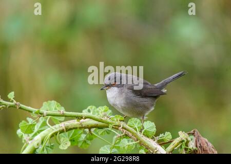 Sardischer Waldsänger (Sylvia melanocephala), ein weiblicher Vogel, der aus der Nähe auf dem Ast thront und die Kamera mit glattem grünem Hintergrund anschaut Stockfoto