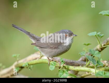 Sardischer Waldsänger (Curruca melanocephala) Weibchen thront aus der Nähe Seitenansicht auf Zweig Blick auf die Kamera mit glattem grünen Hintergrund Stockfoto