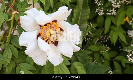 Kopf einer blass rosa Baum Pfingstrose Blume im Park. Natürlicher Hintergrund. Paeonia suffruticosa. Website-Vorlage. Sehr schöne blühende Pfingstrose blüht auf Stockfoto