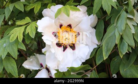 Kopf einer blass rosa Baum Pfingstrose Blume im Park. Natürlicher Hintergrund. Paeonia suffruticosa. Website-Vorlage. Sehr schöne blühende Pfingstrose blüht auf Stockfoto