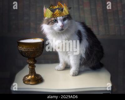 Inszeniertes Foto mit einer Katze in einer königlichen Krone und einer Tasse mit Milch Stockfoto