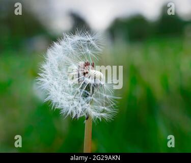 Selektive Fokusaufnahme eines halbgeblasenen Dandelions in der Mitte einer Gras bewachsenen Wiese Stockfoto