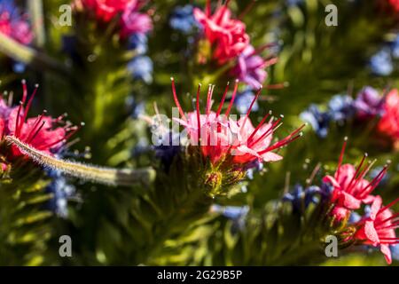 Echium wildpretii, Tajinaste rojo, Teide bugloss, rot blühende Pflanze im Nationalpark Las Canadas del Teide, Teneriffa, Kanarische Inseln, Spanien Stockfoto