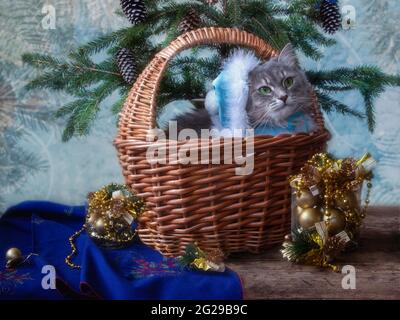 Weihnachten Stillleben mit Dekorationen und hübsche Kitty Stockfoto