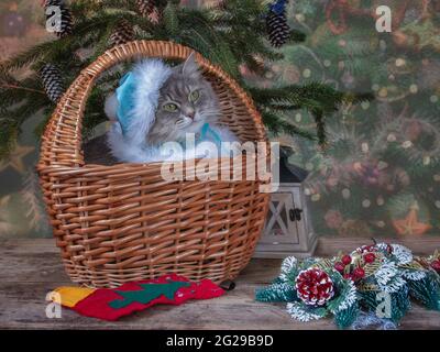 Weihnachten Stillleben mit Dekorationen und hübsche Kitty Stockfoto