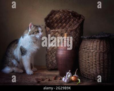 Neugierige Katze in der alten Speisekammer Stockfoto