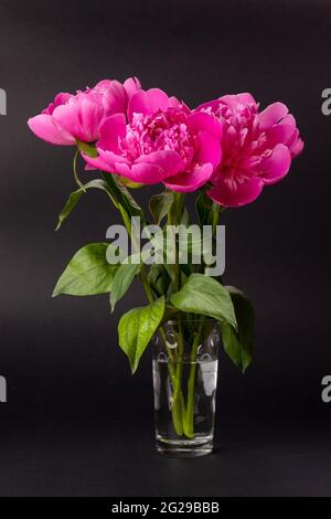 Bouquet von rosa Pfingstrosen in einer Glasvase auf schwarzem Hintergrund. Blumenmuster Stockfoto