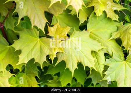 Neues Ahornblatt-Muster zu Beginn der Frühjahrssaison. Das Ahornblatt ist das am weitesten verbreitete nationale Symbol Kanadas. Stockfoto