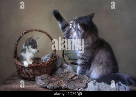 Graue sibirische Katze und kleiner chihuahua Welpe Stockfoto