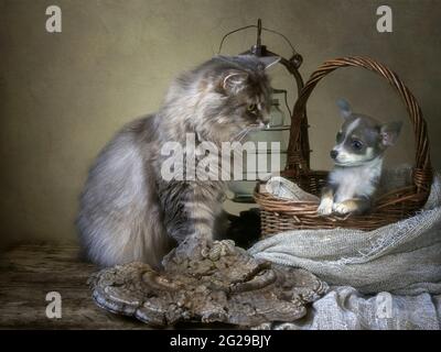 Graue sibirische Katze und kleiner chihuahua Welpe Stockfoto