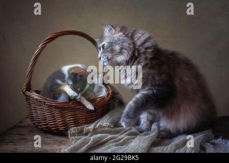 Graue sibirische Katze und kleiner chihuahua Welpe Stockfoto