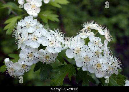 Crataegus monogyna, bekannt als gewöhnlicher Weißdorn, eingesäuerter Weißdorn oder eingesäte Weißdornblüten in Nahaufnahme Stockfoto