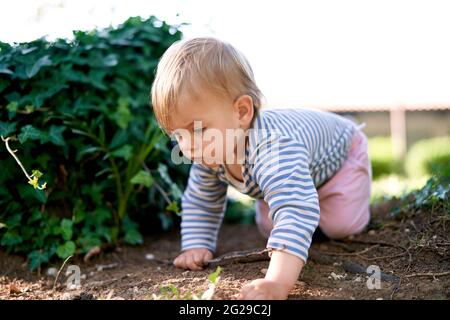 Kleines Kind kriecht auf dem Boden in der Nähe eines grünen Efeubusches Stockfoto