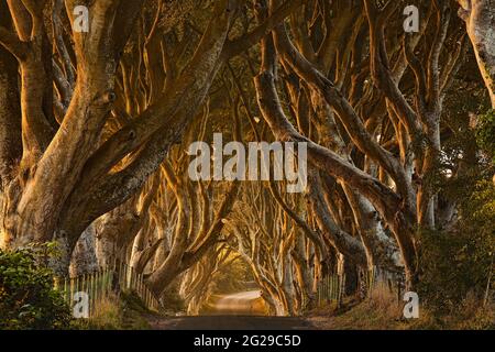 Schönes launisches Foto der berühmten Dark Hedges, die im Nebel gehüllt sind. Game of Thrones-Location für die „Kings Road“-Szene. Stockfoto