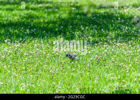Blauer jay in einem Kleeblatt-Feld Stockfoto