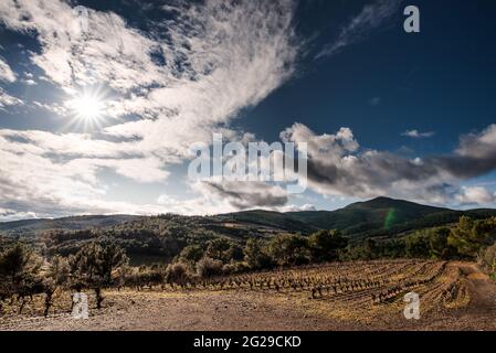 Sonnige Winterlandschaft der Weinberge in Südfrankreich Stockfoto