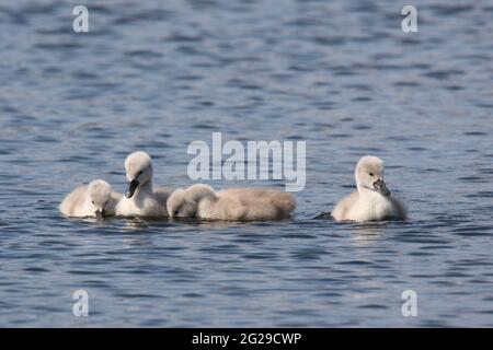 Muter Schwan Cygnus olor Familie von vier Cygnets schwimmen zusammen Stockfoto