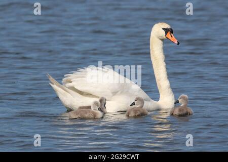 Muter Schwan Cygnus olor Mutter schwimmt mit ihrer Familie von vier Cygnets Stockfoto