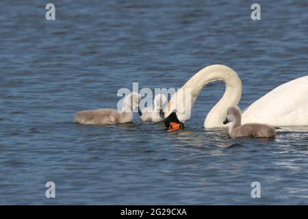 Muter Schwan Cygnus olor Mutter füttert ihre Familie von drei Cygnets Stockfoto