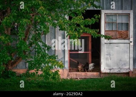 Kleine Schar von Hühnern in einer Türe eines Metallschuhs Stockfoto