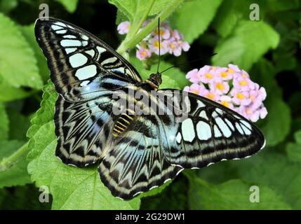 Nahaufnahme des farbenfrohen Blauen Klipperschmetterlings (Parthenos sylvia) mit lila blauen Markierungen auf offenen Flügeln. Dieser große Schmetterling kommt in Südostasien vor. Stockfoto