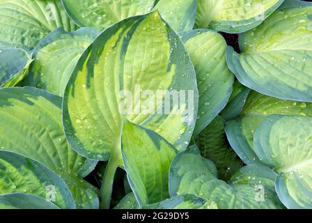 Schönheit in der Natur. Regentropfen verstreut über strukturierte Oberflächen aus bunt bunten grünen und blauen Husta-Blättern (auch bekannt als Kochbananen-Lilie). Stockfoto
