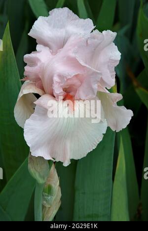 Schöne bärtige Irisblüte (Iris germanica) mit gekräuselten rosa Blütenblättern und kontrastierendem orangefarbenen Bart vor einem weichen Hintergrund aus grünen Irisblättern. Stockfoto