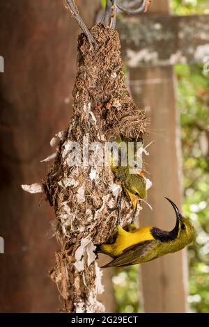 Männlicher olivfarbener Sonnenvögel (Nectarinia jugularis), der durch seine dunkle Kehle gekennzeichnet ist, die blau aufleuchtet und junge Küken in einem hängenden Nest unter einem Build füttert Stockfoto