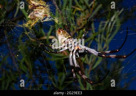 Eine weibliche australische Goldorb-Weberspinne (Nephilia edulis) in ihrem goldenen Netz mit einem viel kleineren Männchen im Busch Central Queensland, Australien. Stockfoto