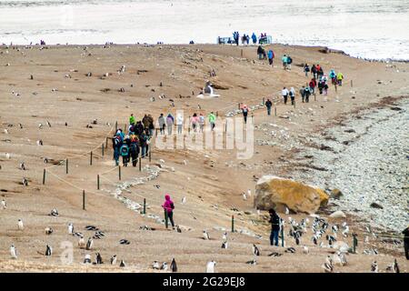 ISLA MAGDALENA, CHILE - 4. MÄRZ 2015: Touristen beobachten Magellan-Pinguine in der Pinguinkolonie auf der Insel Isla Magdalena in der Magellan-Straße, Chile Stockfoto