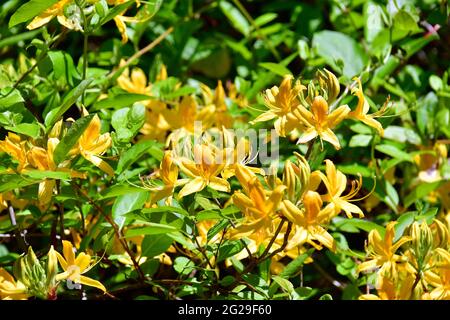 Rhododendren, Rhododendron sp., havasszépe, Jeli arboretum, Vas County, Ungarn, Magyarország, Europa Stockfoto