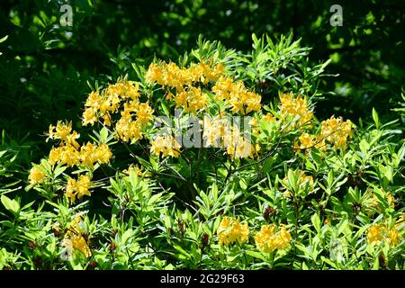 Rhododendren, Rhododendron sp., havasszépe, Jeli arboretum, Vas County, Ungarn, Magyarország, Europa Stockfoto