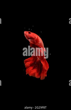 Super Red Halfmoon, Cupang, Betta, siam Kampf Fische jenseits von Blasen, isoliert auf Schwarz Stockfoto