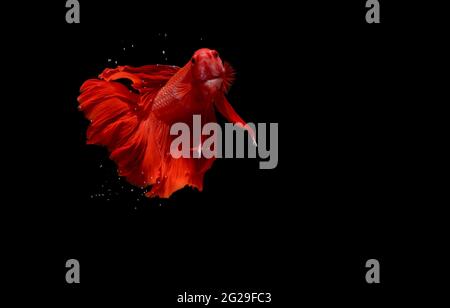Red Halfmoon, Cupang, Betta, siamesen kämpfen Fische jenseits von Blasen, isoliert auf Schwarz Stockfoto