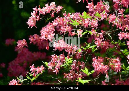 Rhododendren, Rhododendron sp., havasszépe, Jeli arboretum, Vas County, Ungarn, Magyarország, Europa Stockfoto