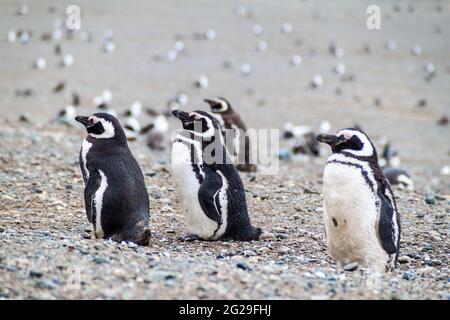 Kolonie der Magellanpinguine auf der Insel Isla Magdalena in der Magellanstraße, Chile Stockfoto