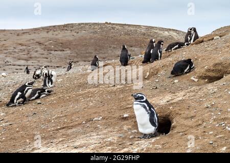 Kolonie der Magellanpinguine auf der Insel Isla Magdalena in der Magellanstraße, Chile Stockfoto