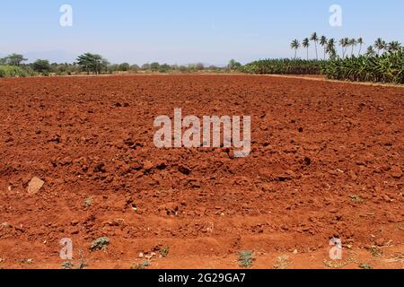 Landwirtschaft in Tamilnadu Stockfoto