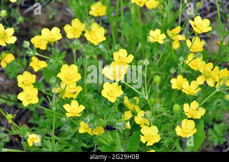 Wiesenfalter, hohe Hahnenfuß, Scharfer Hahnenfuß, Renoncule âcre, Ranunkulus acris, réti boglárka, Őrség, Ungarn, Magyarország, Europa Stockfoto