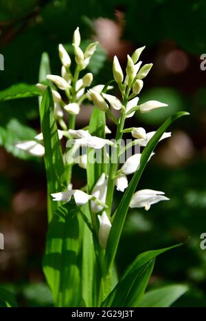 Schmalblättrige Helleborine, Langblättrige Waldvöglein, Cepalanthera longifolia, kardos madársisak, Őrség, Ungarn, Magyarország, Europa Stockfoto