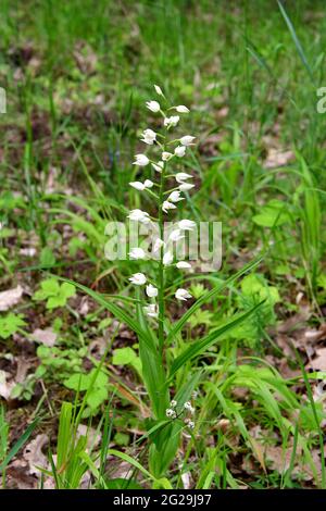 Schmalblättrige Helleborine, Langblättrige Waldvöglein, Cepalanthera longifolia, kardos madársisak, Őrség, Ungarn, Magyarország, Europa Stockfoto