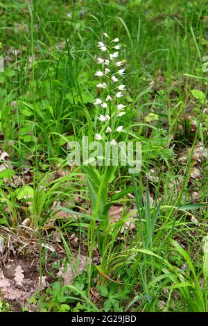 Schmalblättrige Helleborine, Langblättrige Waldvöglein, Cepalanthera longifolia, kardos madársisak, Őrség, Ungarn, Magyarország, Europa Stockfoto