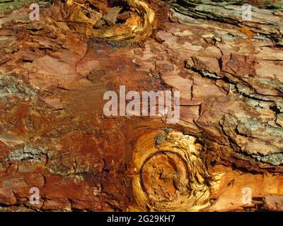 Detail aus kieferroter Rinde, natürliche detailreiche Textur mit Fetzen, Nahaufnahme Stockfoto