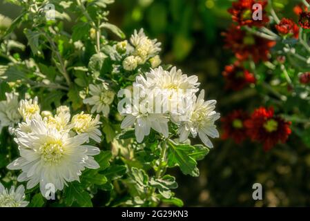 Chrysantheme Blumen blühten in Wohngarten. Gruppe von Strauch und stark riechenden Kräutern, die in gemäßigten Regionen wächst. Chrysanthemen gehören dazu Stockfoto