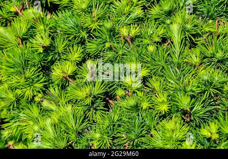 Zwerg-Alberta-Fichte (Picea glauca) - Nadelstruktur. Immergrüne mehrjährige Nadelpflanze als Dekoration in der Landschaftsgestaltung von Park oder Garten verwendet. Stockfoto