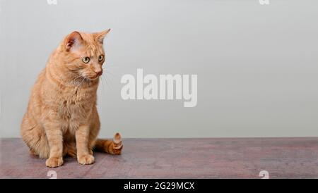 Nette rote Katze, die neugierig auf der Seite aussieht. Panoramabild mit Kopierbereich. Stockfoto